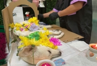 Có Nên Mang Tro Cốt Thú Cưng Về Nhà? Giải Đáp A-Z