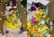 Tại sao chó sắp chết lại bỏ đi? Sự Thật SEN cần biết!