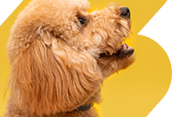 Bảng giá dịch vụ spa thú cưng, chó mèo tại Trum’s Pet