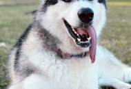 Chó Husky – Tìm hiểu cách nuôi, giá bán chó husky mà bạn nên biết