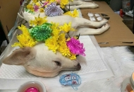 Có Nên Thắp Nhang Cho Chó Không? Giải đáp chi tiết