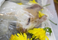 Chó mèo chết có nên chôn không? 2 góc nhìn tâm linh & khoa học!