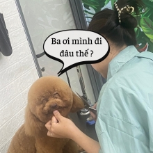 Cắt tóc cho Pet