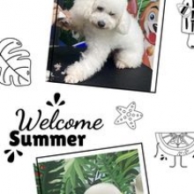 MÙA HÈ SÔI ĐỘNG CÙNG PET