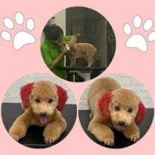 NHUỘM TÓC ĐẸP CUTE CHO PET