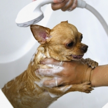Tắm cho pet