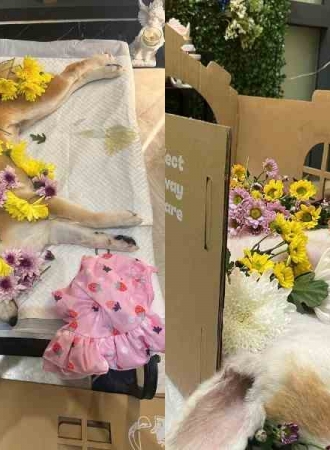 Linh hồn của chó sau khi chết