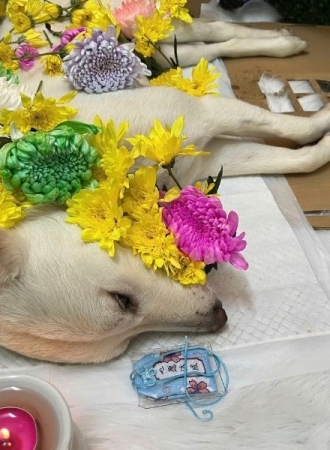 Có Nên Thắp Nhang Cho Chó Không? Giải đáp chi tiết