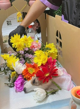 Thú Cưng Chết Nên Làm Gì? Hướng Dẫn Đầy Đủ Cho Sen