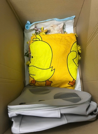 Vì Sao Mèo Chết Không Nhắm Mắt? Nguyên Nhân & Cách Xử Lý