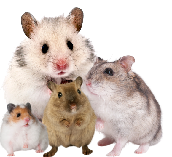 Cửa hàng thú cưng 